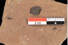 Foto (Detailansicht) von Pinus ciliata Ettingshausen (NHMW-GEO-2024-0188-0332)